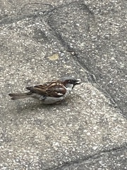 Passer domesticus