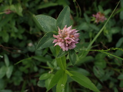 Trifolium pratense