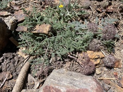 Oreonana purpurascens