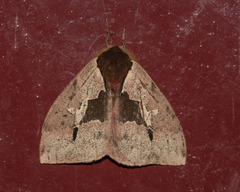 Dirphiopsis multicolor