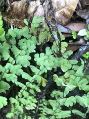 Adiantum concinnum image