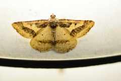 Ligdia pectinicornis