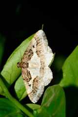 Ligdia pectinicornis