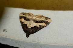 Ligdia pectinicornis