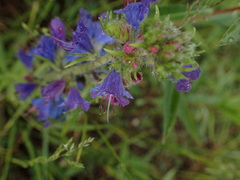 Echium vulgare