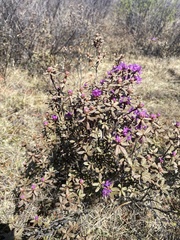 Rhododendron parvifolium
