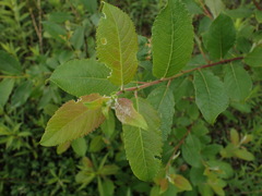 Salix caprea