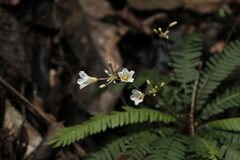 Biophytum dendroides