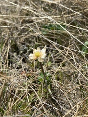 Callianthemum sajanense