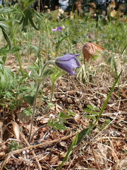 Pulsatilla ambigua