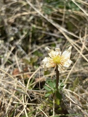 Callianthemum sajanense