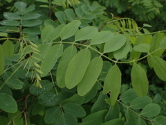 Robinia pseudoacacia