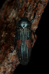 Strigoptera bimaculata