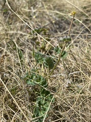 Callianthemum sajanense