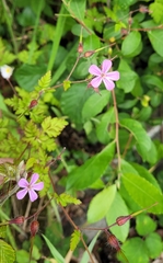 Geranium robertianum