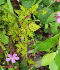 Geranium robertianum