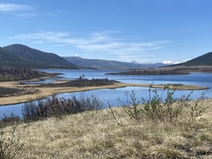 Rhododendron parvifolium