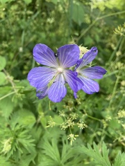 Geranium pratense