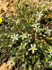 Arenaria grandiflora