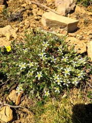Arenaria grandiflora