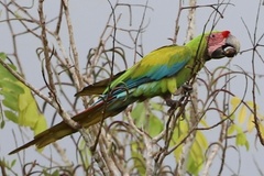 Great Green Macaw photo 3