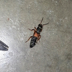 Staphylinus caesareus