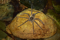 Dolomedes raptor