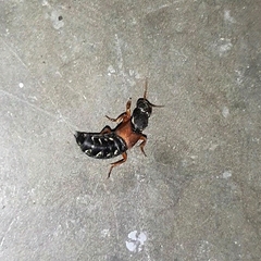 Staphylinus caesareus