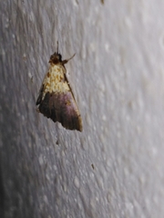 Agrotera nemoralis
