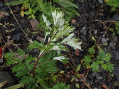 Artemisia vulgaris