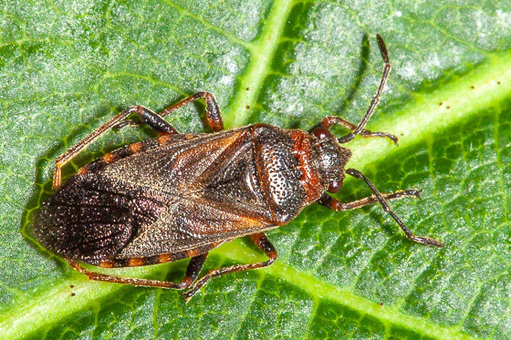 Elm Seed Bug from Cottonwood Heights, UT, USA on June 26, 2018 at 11:11 ...