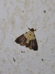 Agrotera nemoralis