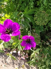 Geranium palustre