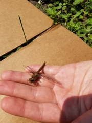 Neurocordulia molesta