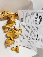 Cantharellus vicinus