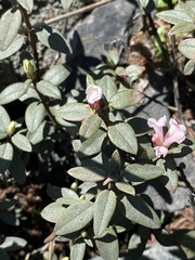 Rhododendron adamsii