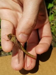 Neurocordulia molesta