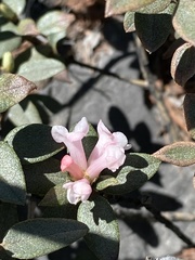 Rhododendron adamsii