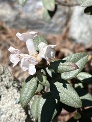 Rhododendron adamsii