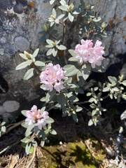 Rhododendron adamsii
