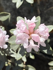 Rhododendron adamsii