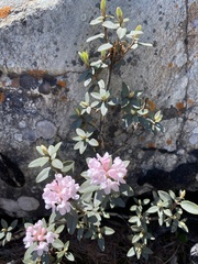 Rhododendron adamsii