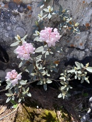Rhododendron adamsii