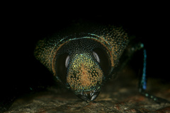 Strigoptera bimaculata