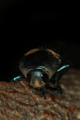Strigoptera bimaculata