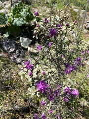 Rhododendron parvifolium