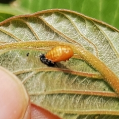 Adalia decempunctata