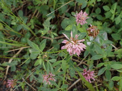 Trifolium pratense
