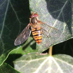Episyrphus balteatus