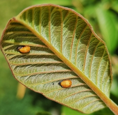 Adalia decempunctata